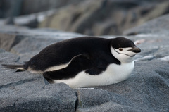 Chinstrap Penguin photo 2