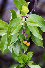 Arbutus × andrachnoides