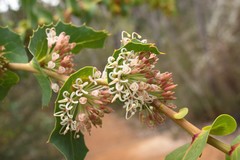 Hakea amplexicaulis