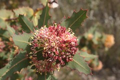 Hakea amplexicaulis