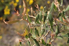 Hakea anadenia