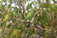 Hakea anadenia