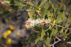 Hakea anadenia