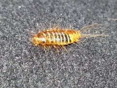 Anthrenocerus australis