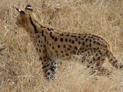 Leptailurus serval lipostictus