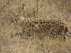 Leptailurus serval lipostictus