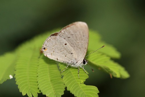White-tipped Blue