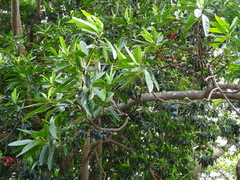 Elaeocarpus ganitrus