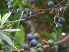 Elaeocarpus ganitrus