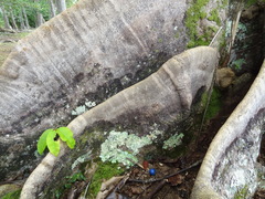 Elaeocarpus ganitrus