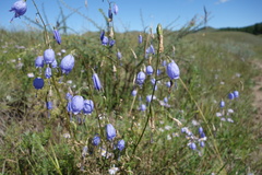 Adenophora stenanthina