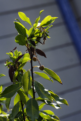 Arbutus × andrachnoides