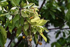 Arbutus × andrachnoides