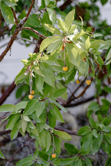 Arbutus × andrachnoides