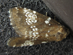 Dysmilichia gemella