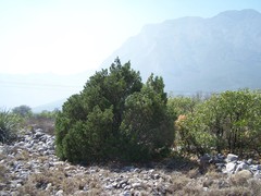 Pinus remota
