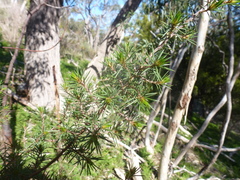 Pultenaea acerosa