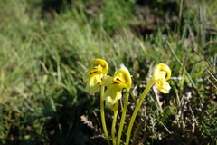 Pedicularis longiflora
