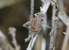 Cycloptilum distinctum