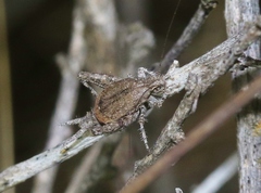 Cycloptilum distinctum