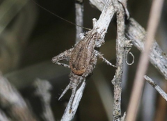 Cycloptilum distinctum