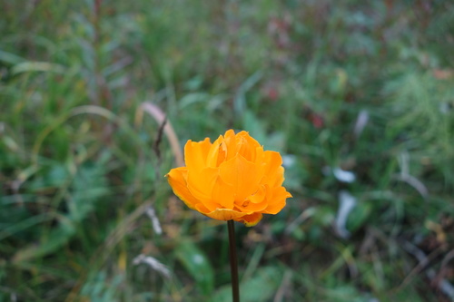 Trollius asiaticus (Trollius asiaticus)