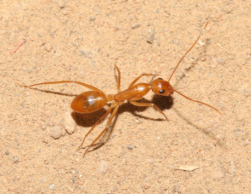 Camponotus fragilis
