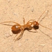 Camponotus fragilis - Photo (c) James Bailey,  זכויות יוצרים חלקיות (CC BY-NC), הועלה על ידי James Bailey