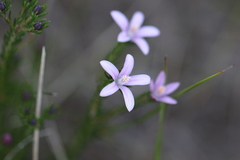 Philotheca salsolifolia