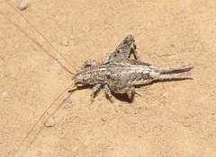 Cycloptilum distinctum