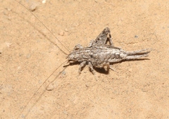 Cycloptilum distinctum