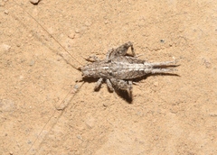 Cycloptilum distinctum