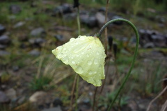 Papaver pseudocanescens