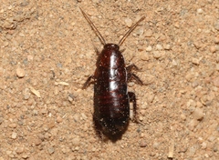 Parcoblatta americana