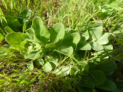 Kickxia spuria integrifolia