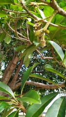 Elaeocarpus bancroftii