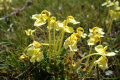Pedicularis longiflora