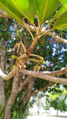 Elaeocarpus bancroftii