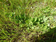 Kickxia spuria integrifolia