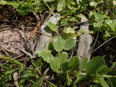 Kickxia spuria integrifolia