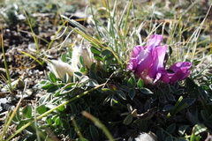 Oxytropis intermedia