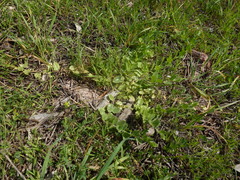 Kickxia spuria integrifolia