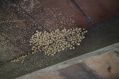 Omicroides singularis