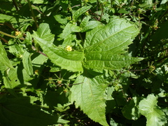Sigesbeckia orientalis