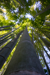 Phyllostachys edulis