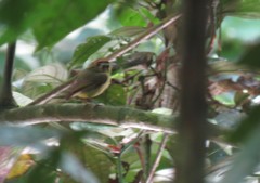 Platyrinchus coronatus