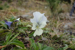 Viola altaica