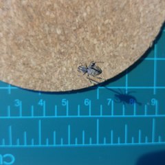 Otiorhynchus singularis