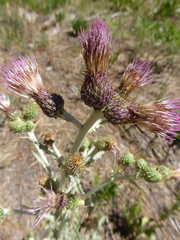 Cirsium douglasii
