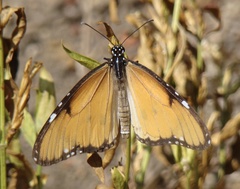 Danaus chrysippus dorippus